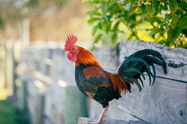 Key West Roosters: Why Chickens Rule the Island