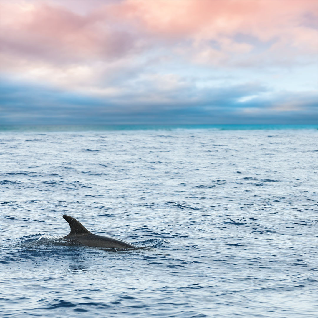 Wild dolphins in the Florida Keys backcountry