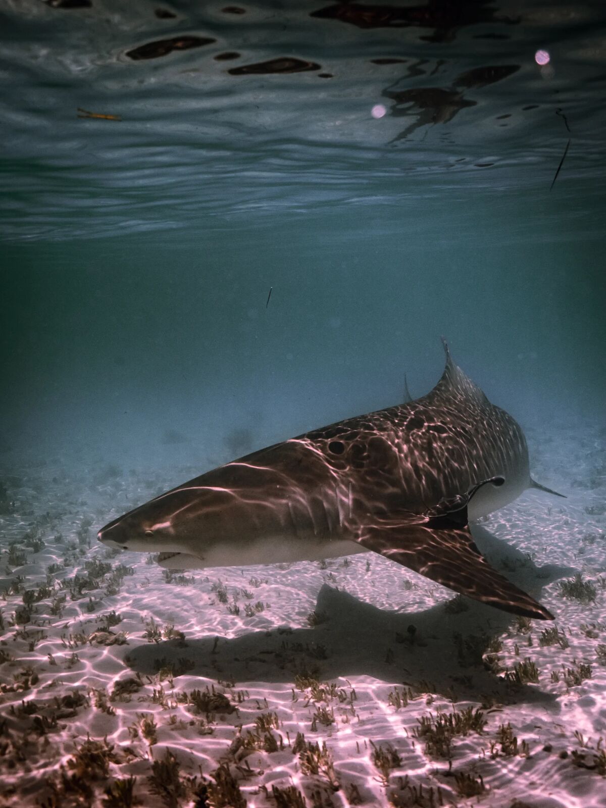 Key West — Florida Keys backcountry and sandbar tours