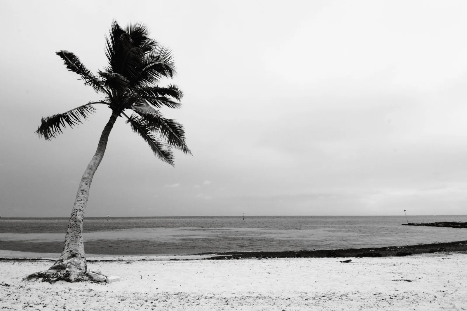 A single palm tree on a Key West beach