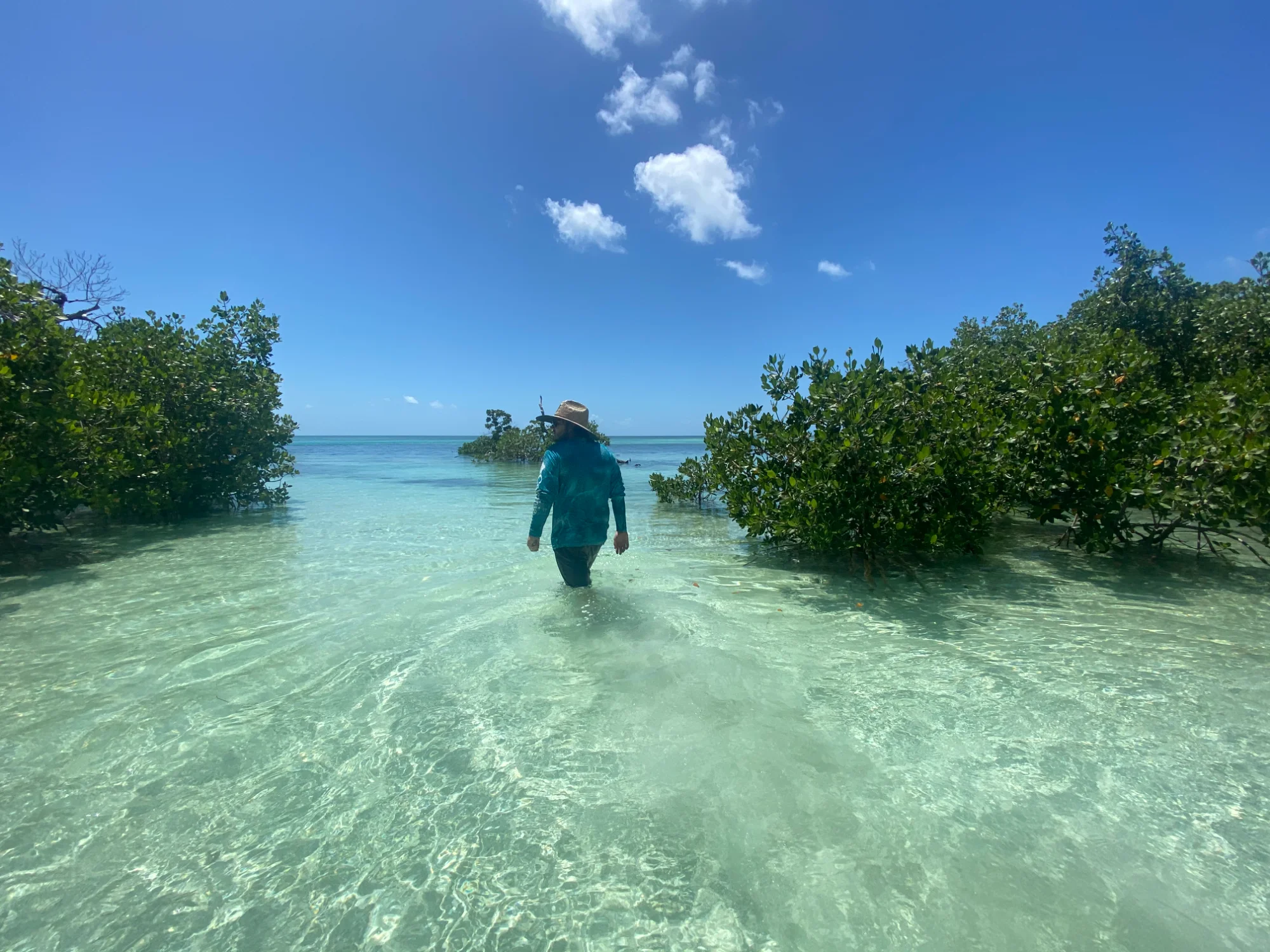 A person in a sun hat wading through clear shallow water between mangrove clumps