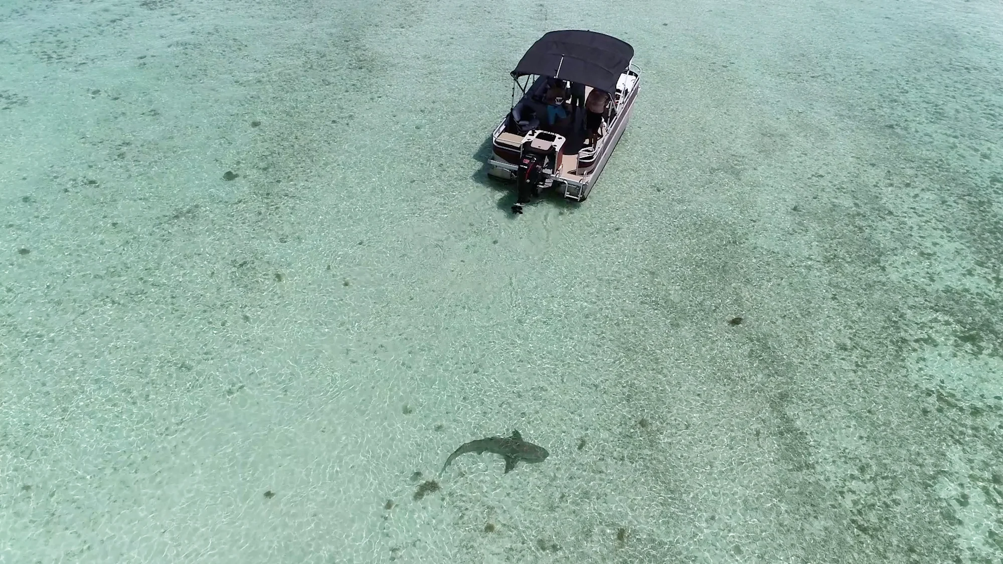 Aerial view of a nurse shark swimming beneath an anchored pontoon boat in clear shallow water