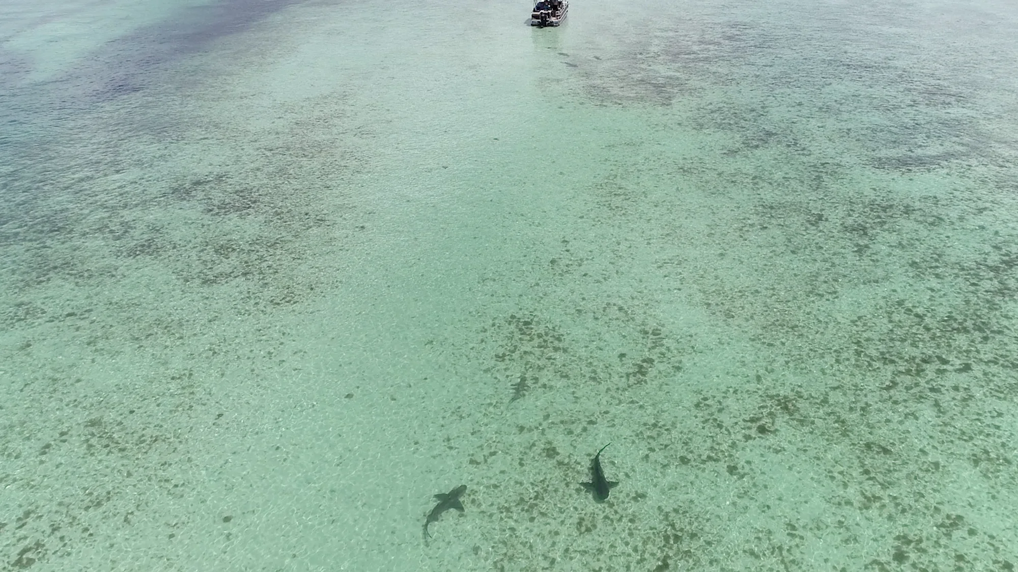 Aerial view of two nurse sharks cruising shallow flats near an anchored pontoon boat
