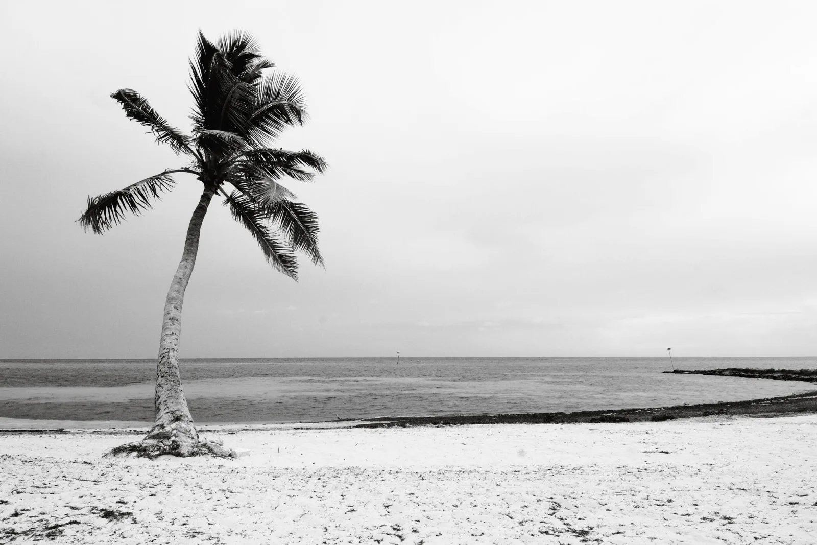 A solitary palm tree on a Key West beach