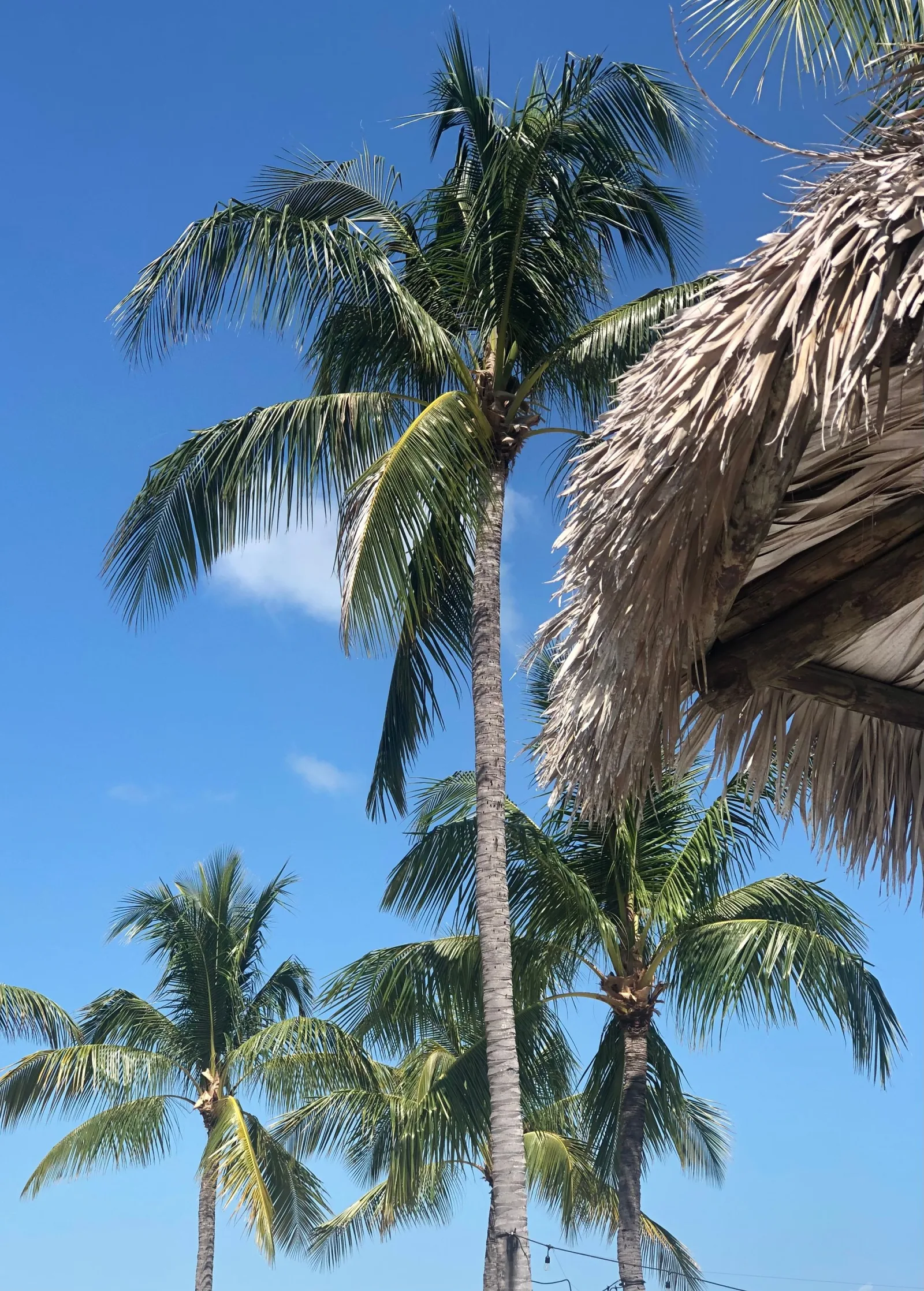 Palm trees and a tiki hut in Islamorada, Florida Keys